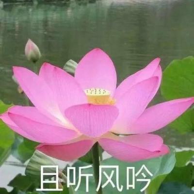 龙珠超火柴人勇士手机版下载